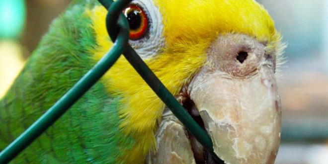 La dissenteria e l'enterite nei pappagalli